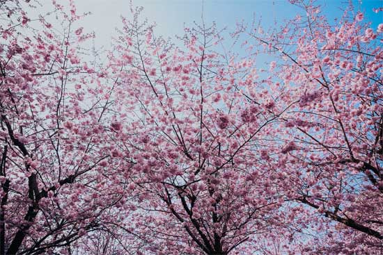 Cherry Blossom Trees in Bloom for the Cherry Blossom Festival